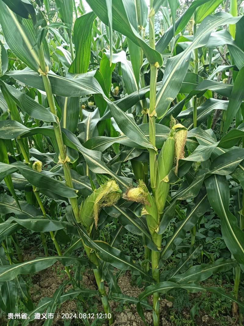 加甜糯玉米种植基地