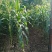 加甜糯玉米种植基地