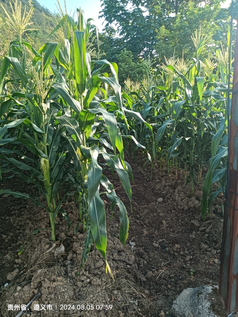 加甜糯玉米种植基地