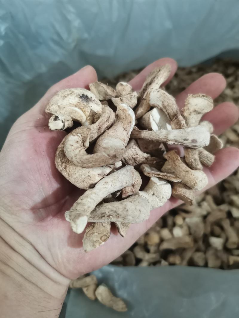 精选双剪香菇腿一手货源全国发货量大价优欢迎联系
