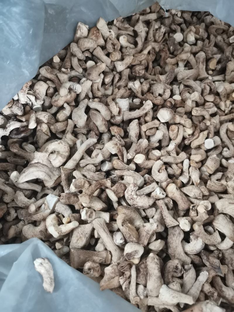 精选双剪香菇腿一手货源全国发货量大价优欢迎联系