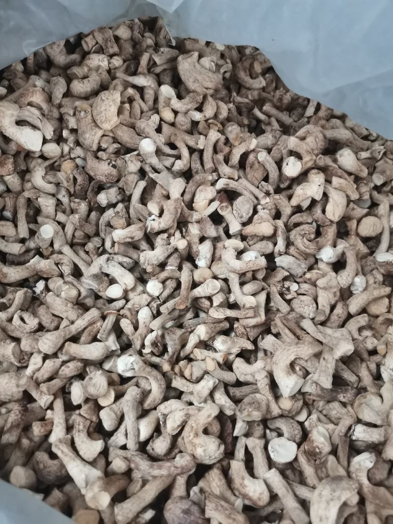 精选双剪香菇腿一手货源全国发货量大价优欢迎联系