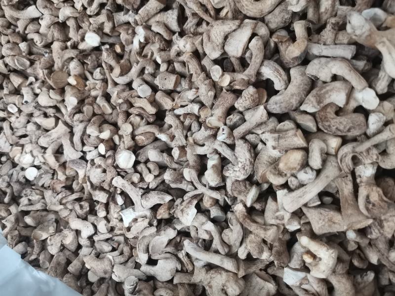 精选双剪香菇腿一手货源全国发货量大价优欢迎联系