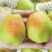 正中库尔勒香梨逐渐大量上市中欢迎洽谈对接