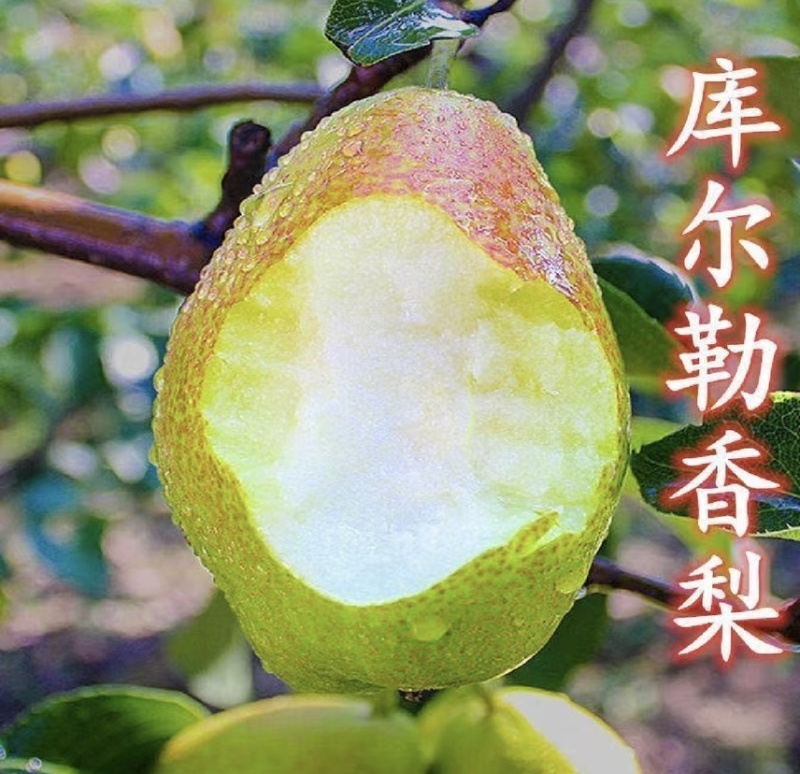 正中库尔勒香梨逐渐大量上市中欢迎洽谈对接