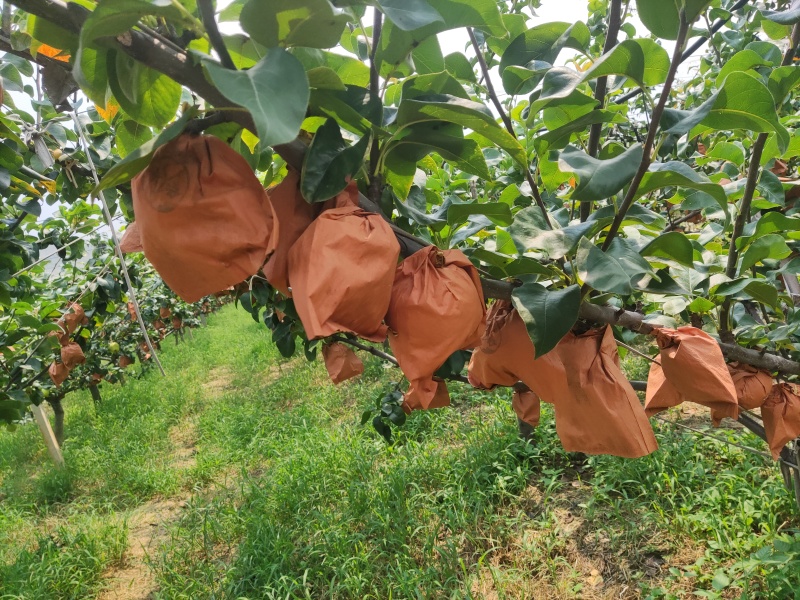 秋月梨