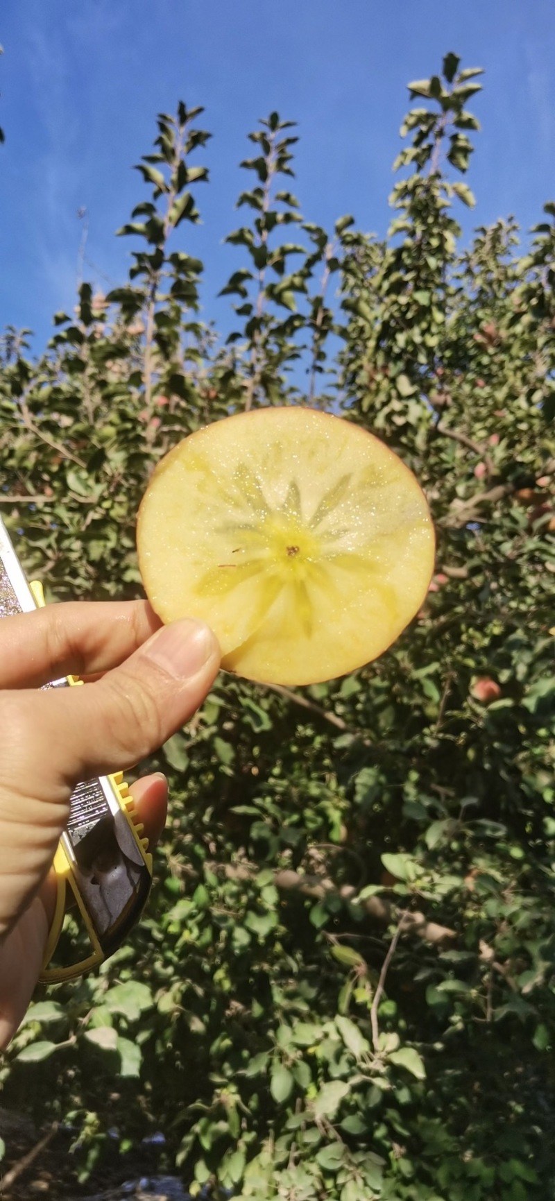 正中阿克苏苹果冰糖心苹果孕妇水果产地直供稳定发货