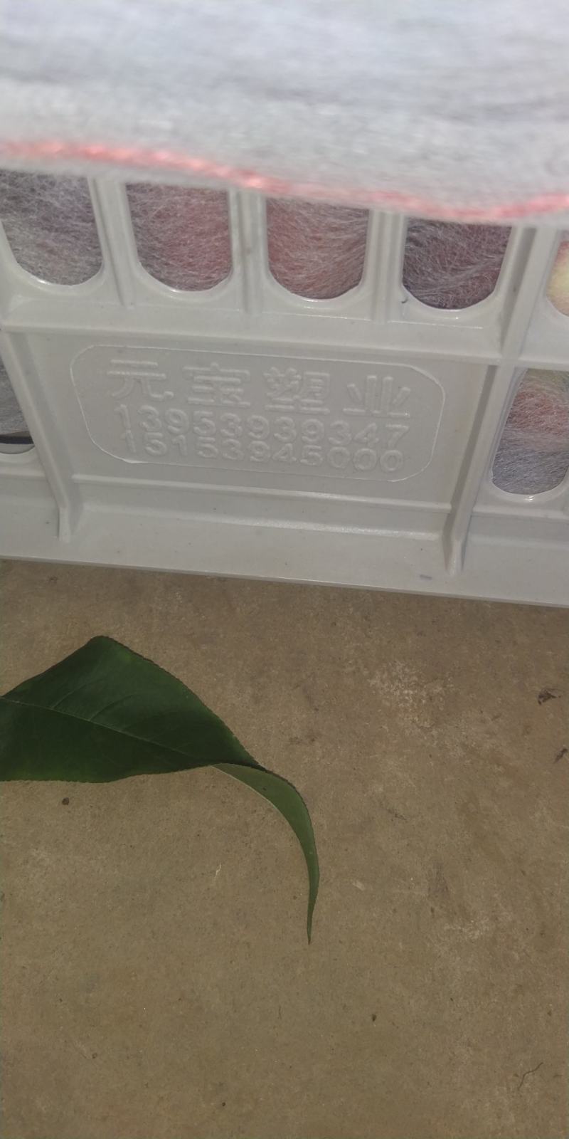 秋彤离核桃