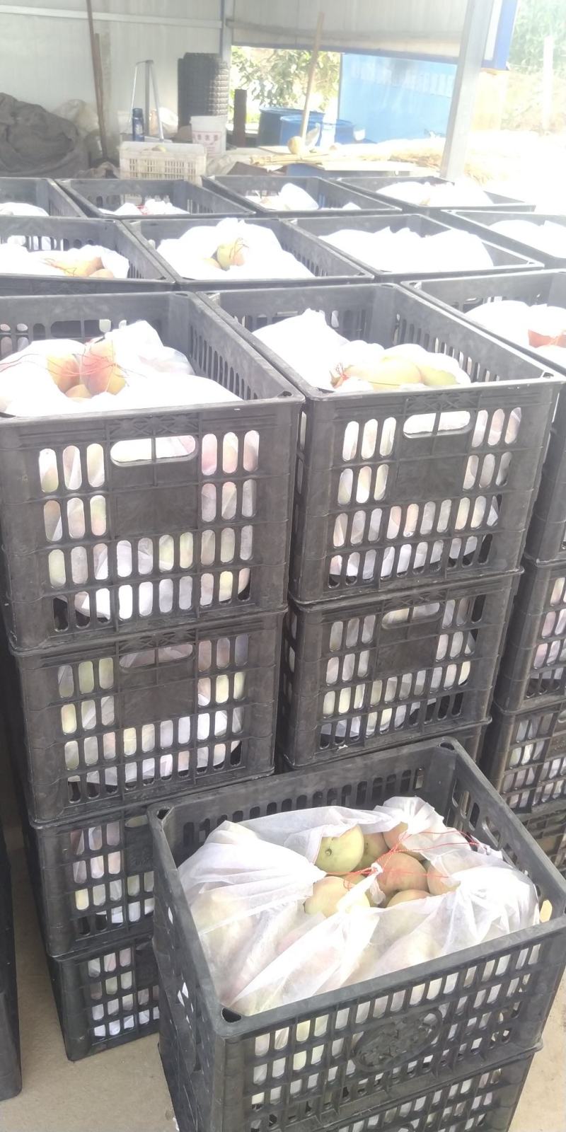 秋彤离核桃