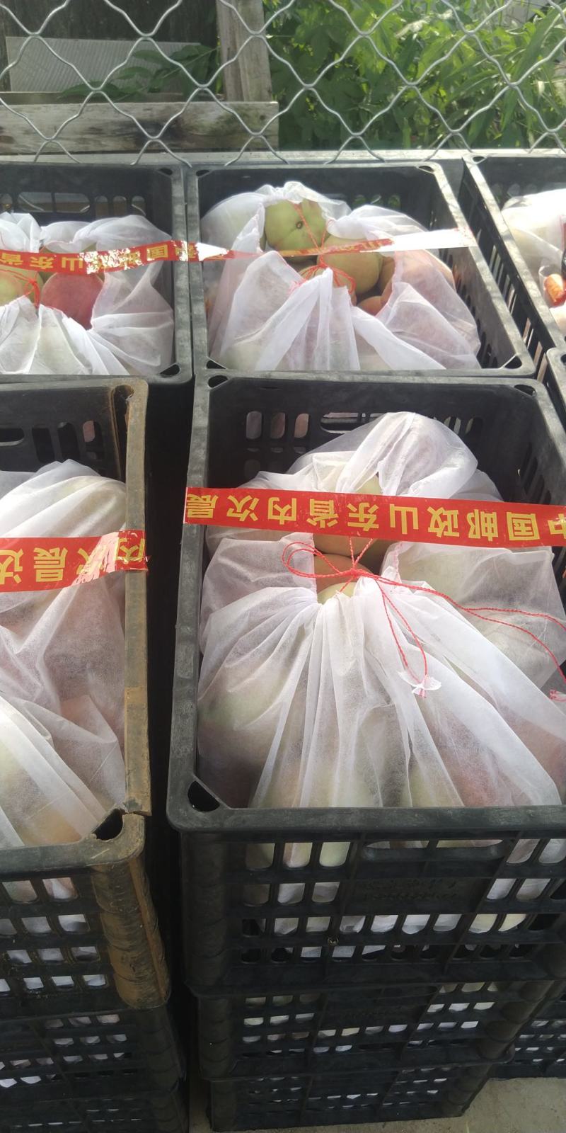 秋彤离核桃