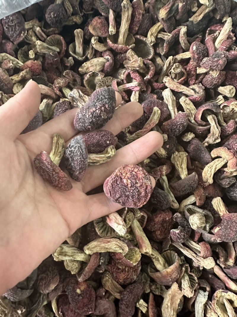 红菇丁红菇月子菇正红菇2024手新货