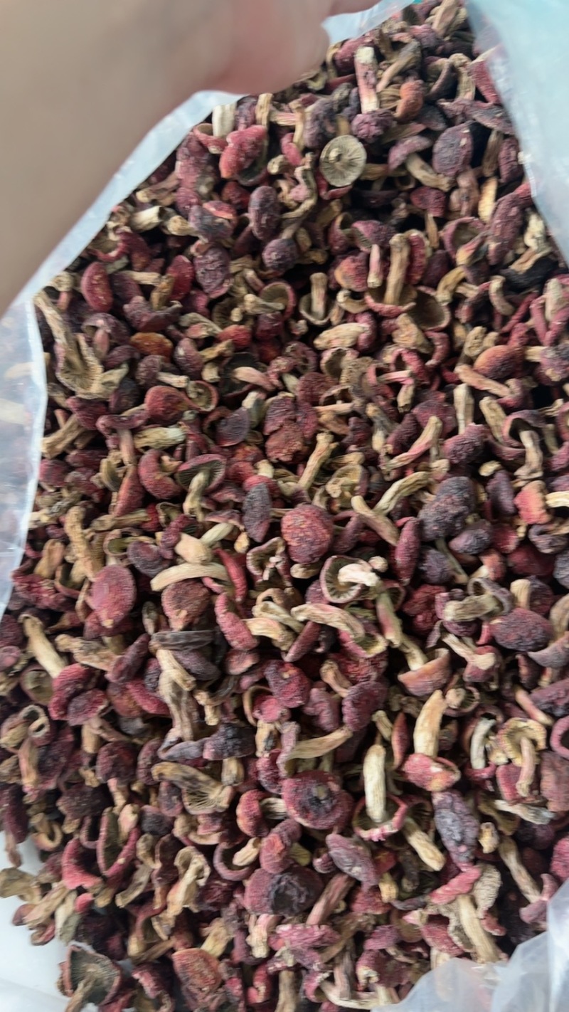 红菇丁红菇月子菇正红菇2024手新货