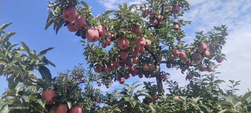 天水花牛已陆续上市中，有想要的可以联系