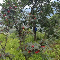 甘肃陇南文县土特产花椒