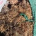 玉米须大量有货，现有25吨
