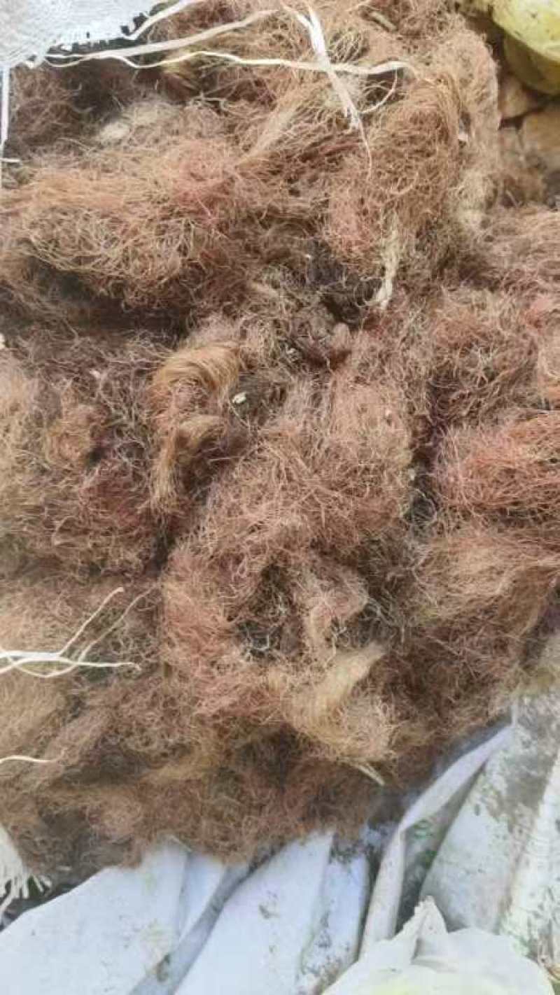 玉米须大量有货，现有25吨