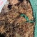 玉米须大量有货，现有25吨