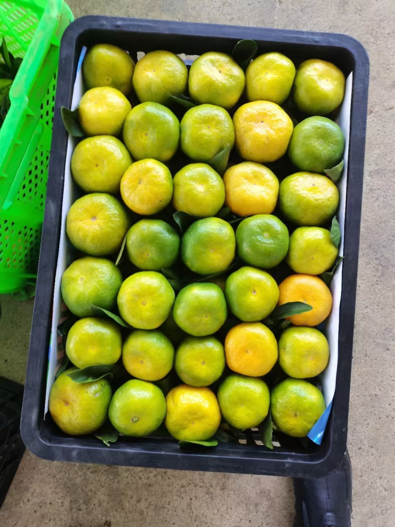 精品特早蜜橘大量上市品质保证量大从优欢迎联系