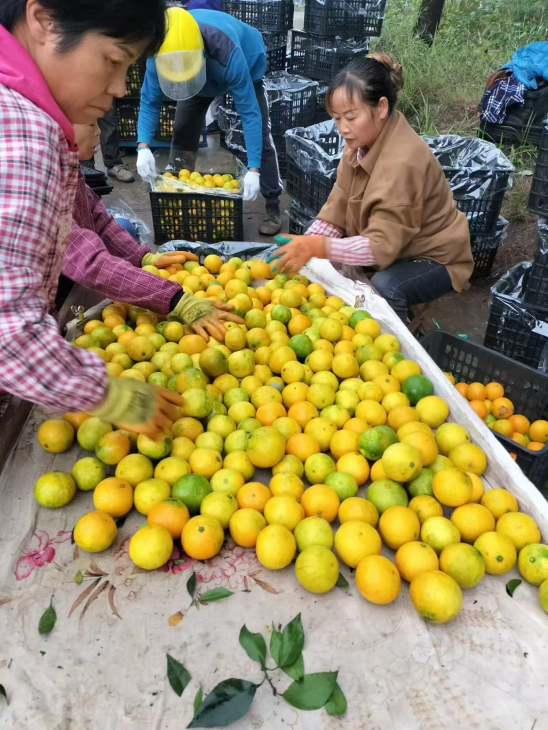 四川蜜桔大量上市欢迎市场商超电商客户前来合作！