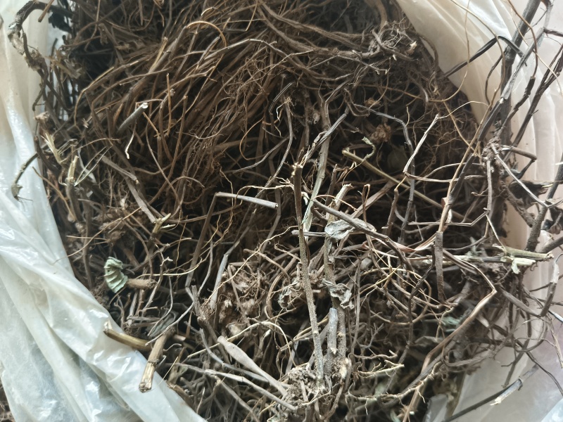 云南文山精品中药材威灵仙野生威灵仙大量现货