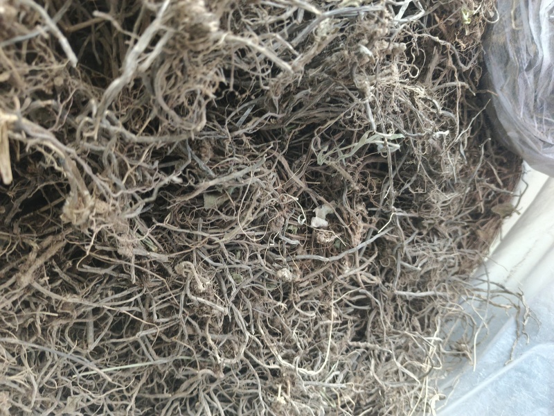 云南文山精品中药材威灵仙野生威灵仙大量现货