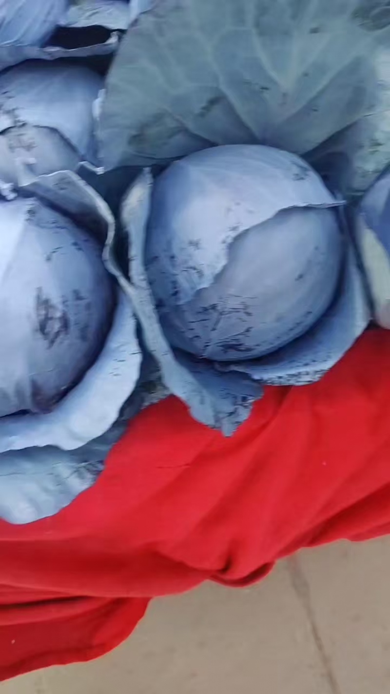 本地紫甘兰，大量有货，欢迎批发商前来看货批发。