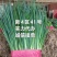精品香葱，无干尖，无班，颜色深绿，可供全国直发