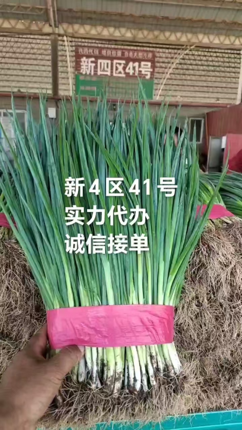 精品香葱，无干尖，无班，颜色深绿，可供全国直发