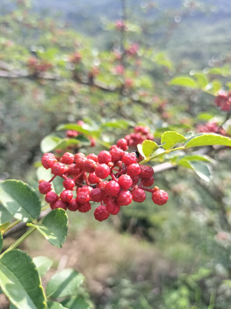 汉源花椒，青花椒，红花椒，有干花椒！青花椒也有干的！