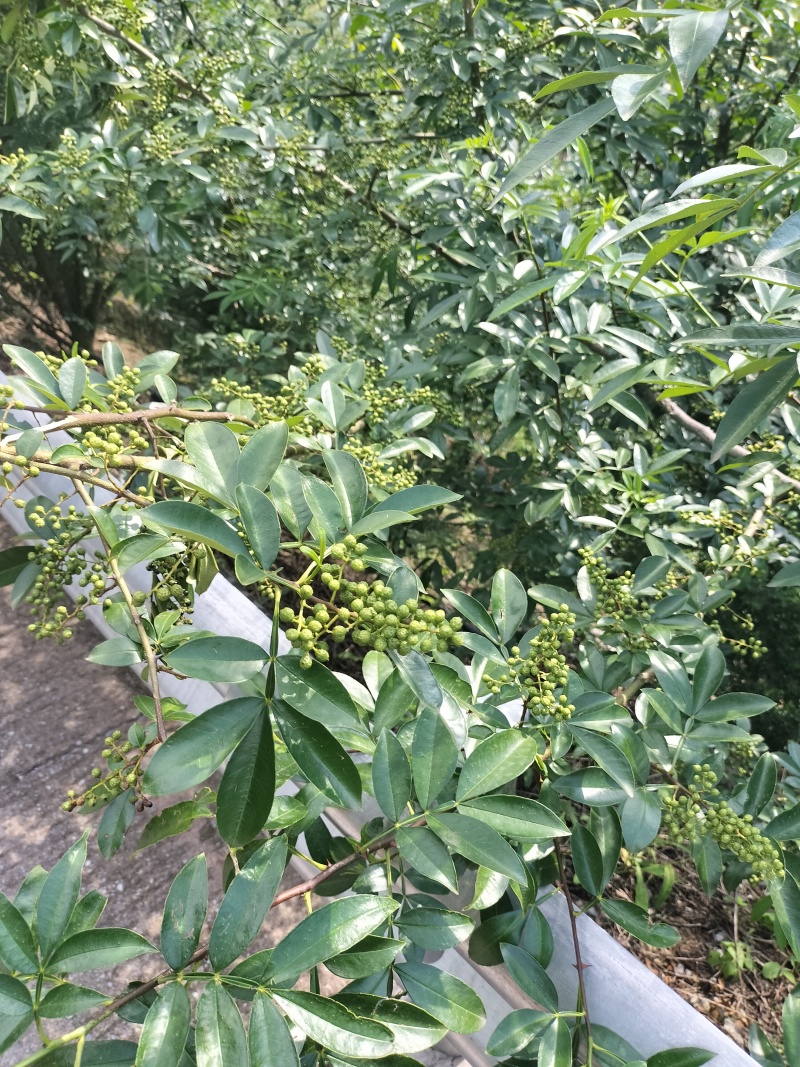 汉源花椒，青花椒，红花椒，有干花椒！青花椒也有干的！
