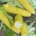水果玉米现货