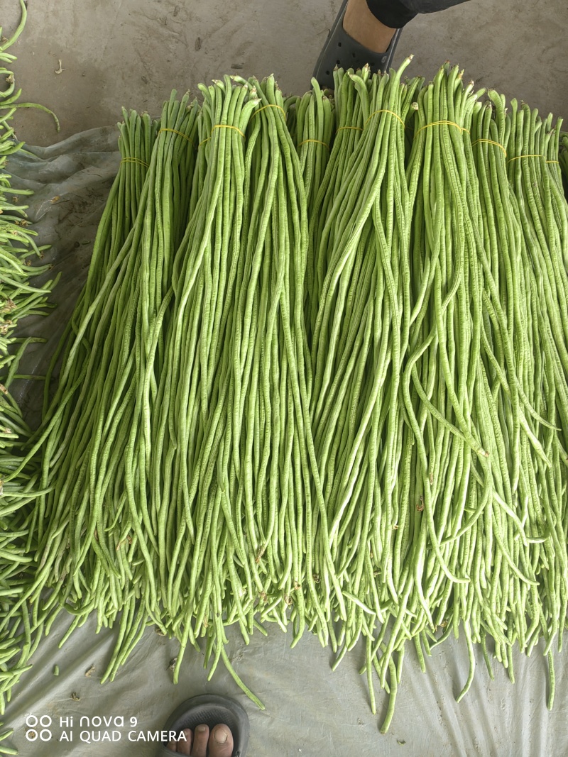 供应优质长豆角，长60厘米，颜色亮绿，代发全国