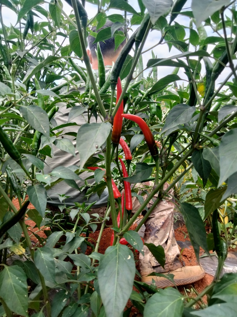 小米辣