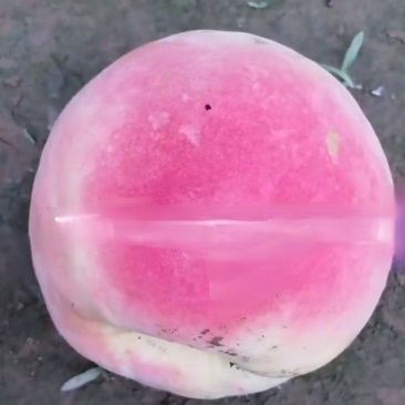 永莲蜜桃