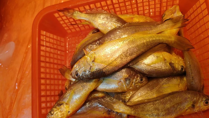 小黄鱼