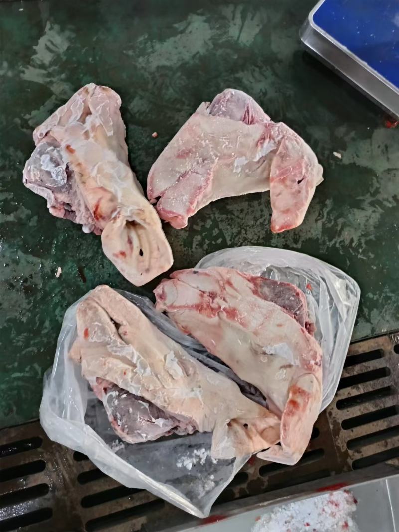 后备猪头母猪头肥猪头鸿运当头长期有货