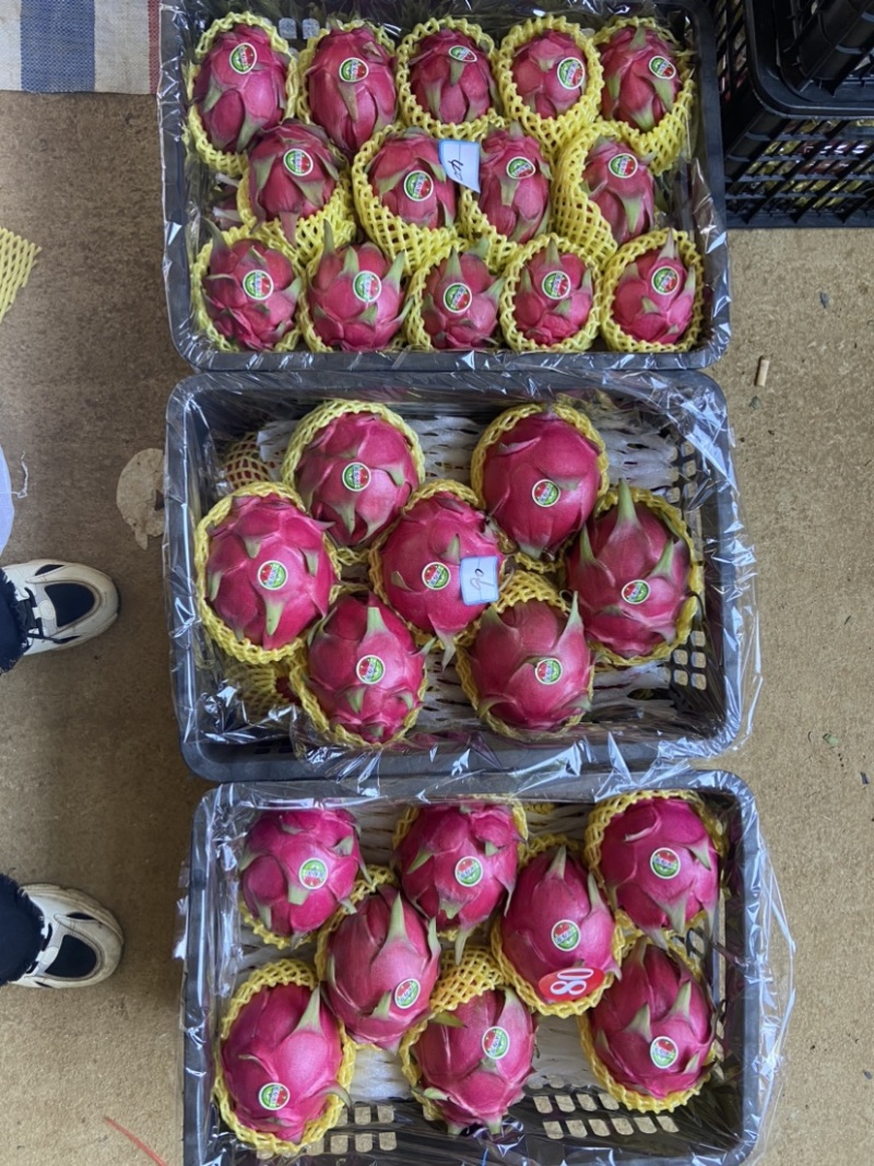 广西红心火龙果大量上市，基地百家都有货！