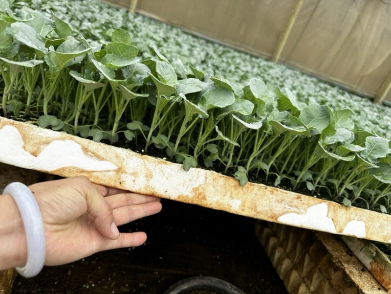 强汉青花苗西兰花苗原产地直发量大优惠质量保证