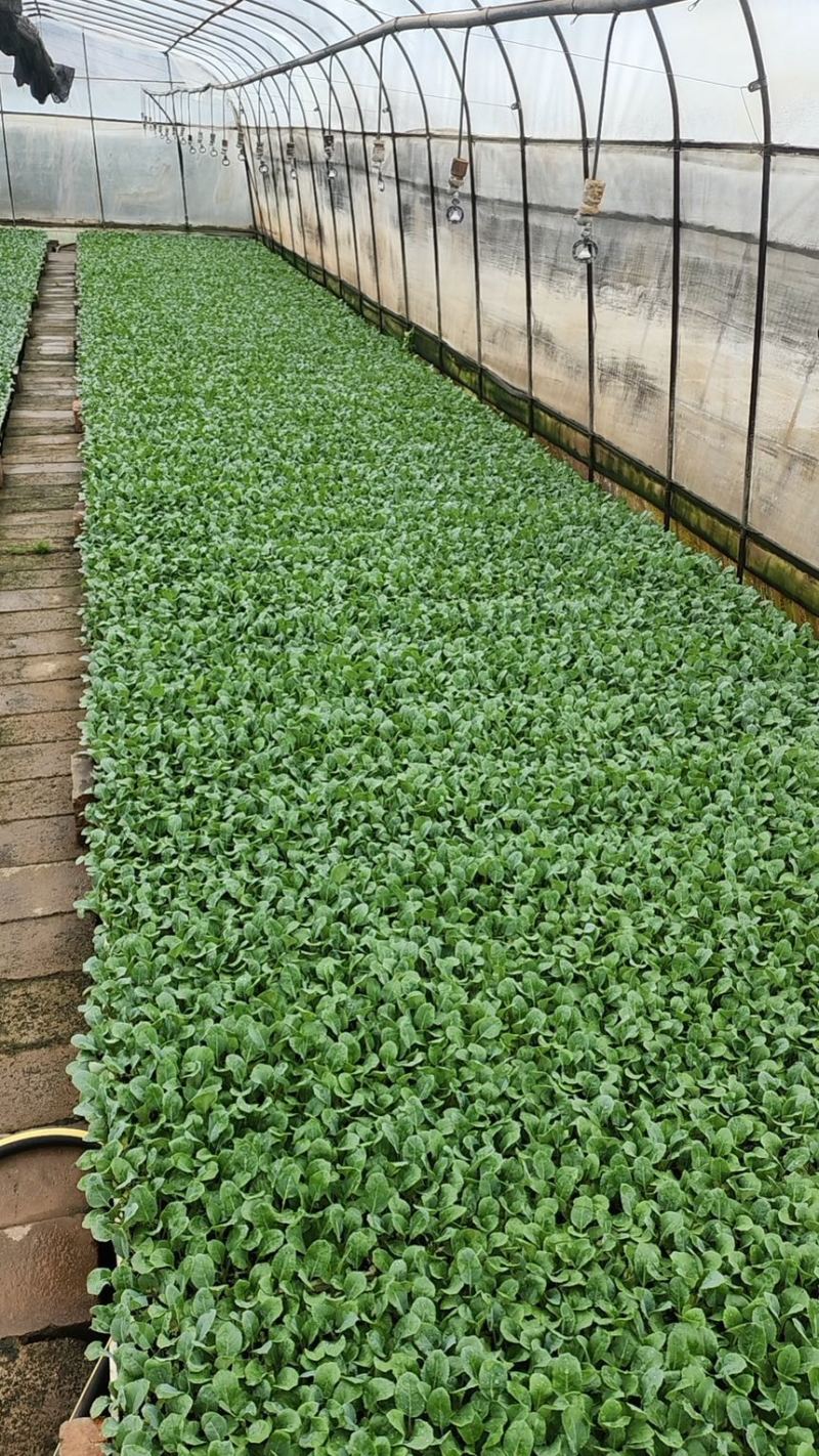 强汉青花苗西兰花苗原产地直发量大优惠质量保证