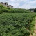 【泡菜】泡珠子椒泡灯笼椒泡圆辣椒泡红圆椒泡红珠子椒贵州珠