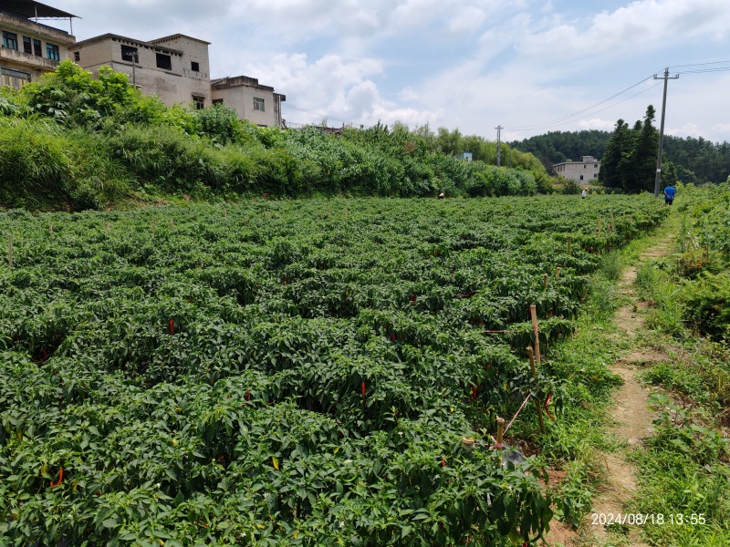 【泡菜】泡珠子椒泡灯笼椒泡圆辣椒泡红圆椒泡红珠子椒贵州珠