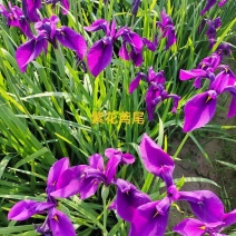 辽宁精品新鲜紫花鸢尾花卉盆景一手货源新鲜上市大量供应