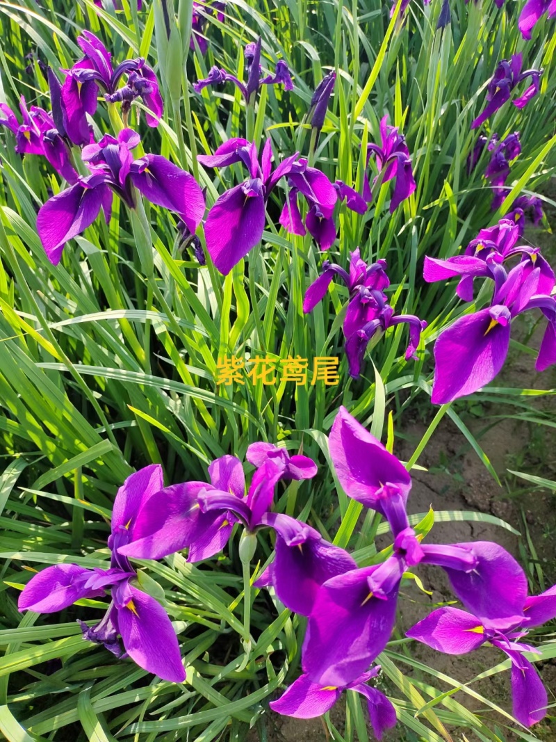 辽宁精品新鲜紫花鸢尾花卉盆景一手货源新鲜上市大量供应