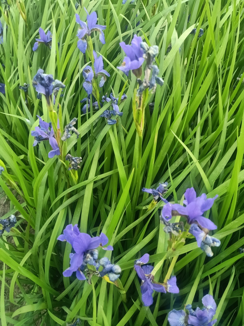 辽宁精品新鲜紫花鸢尾花卉盆景一手货源新鲜上市大量供应
