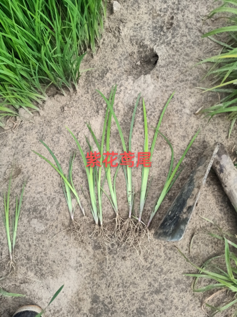 辽宁精品新鲜紫花鸢尾花卉盆景一手货源新鲜上市大量供应