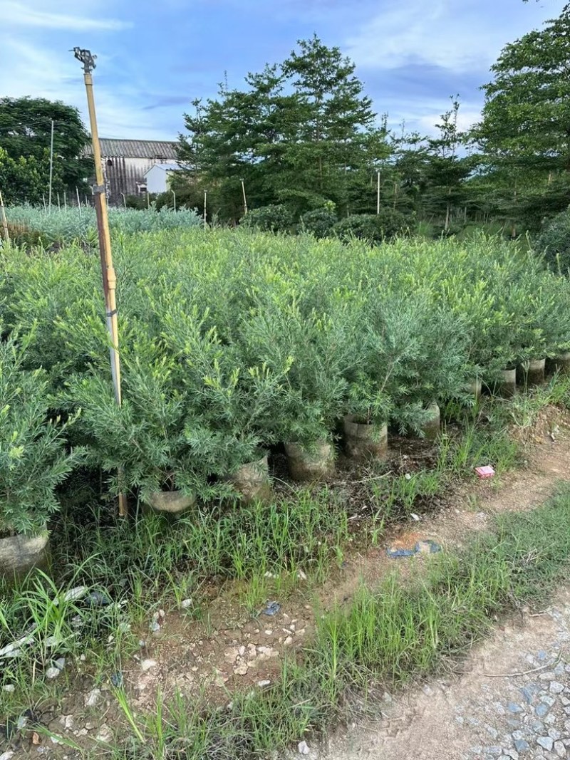 银叶金合欢1至2米产地直发规格齐全质量优质