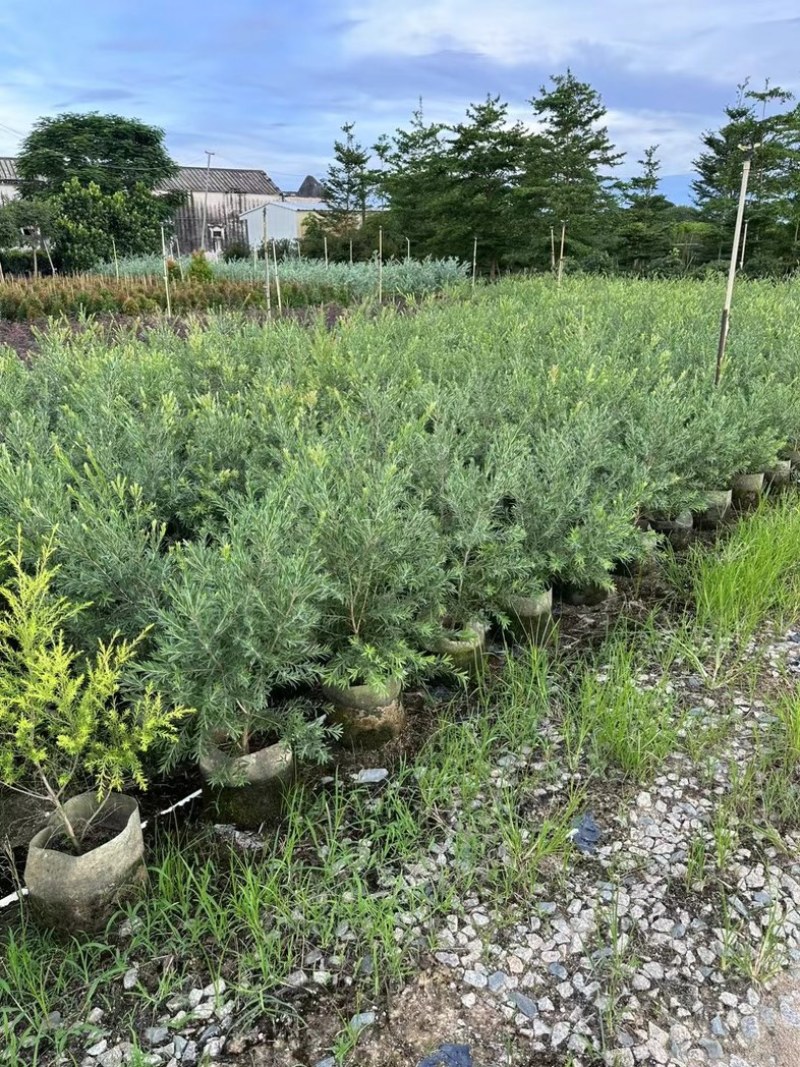 银叶金合欢1至2米产地直发规格齐全质量优质