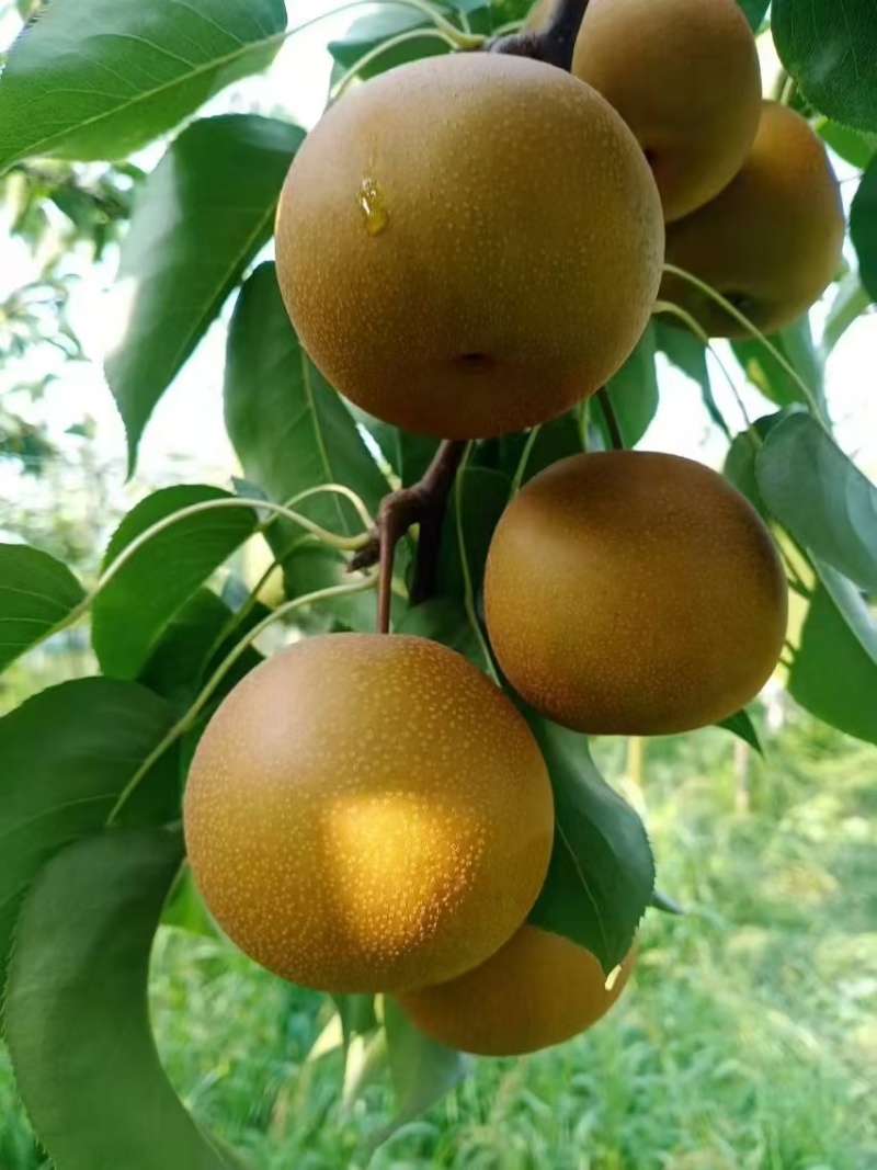 圆黄梨