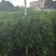 非洲茉莉40至2米产地直发规格齐全质量优质