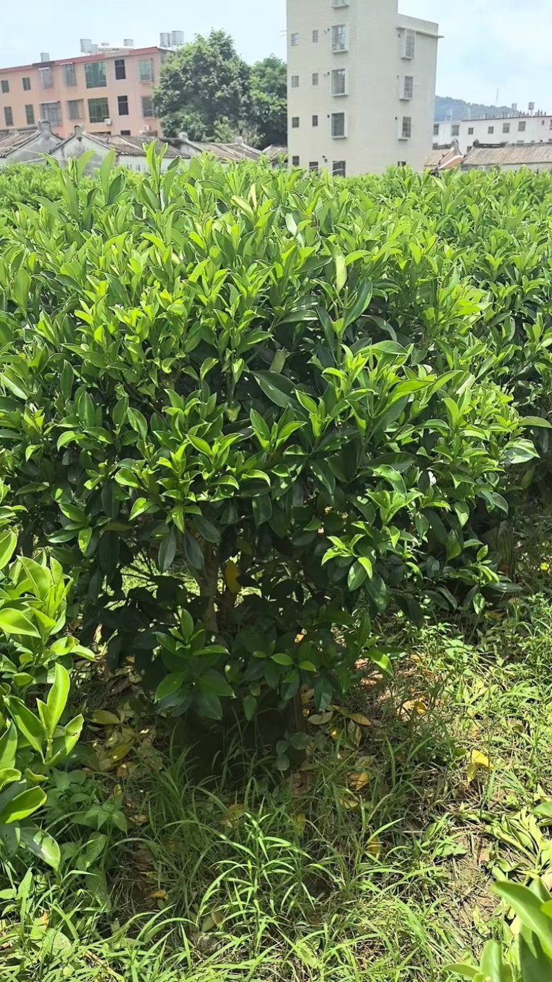 非洲茉莉40至2米产地直发规格齐全质量优质